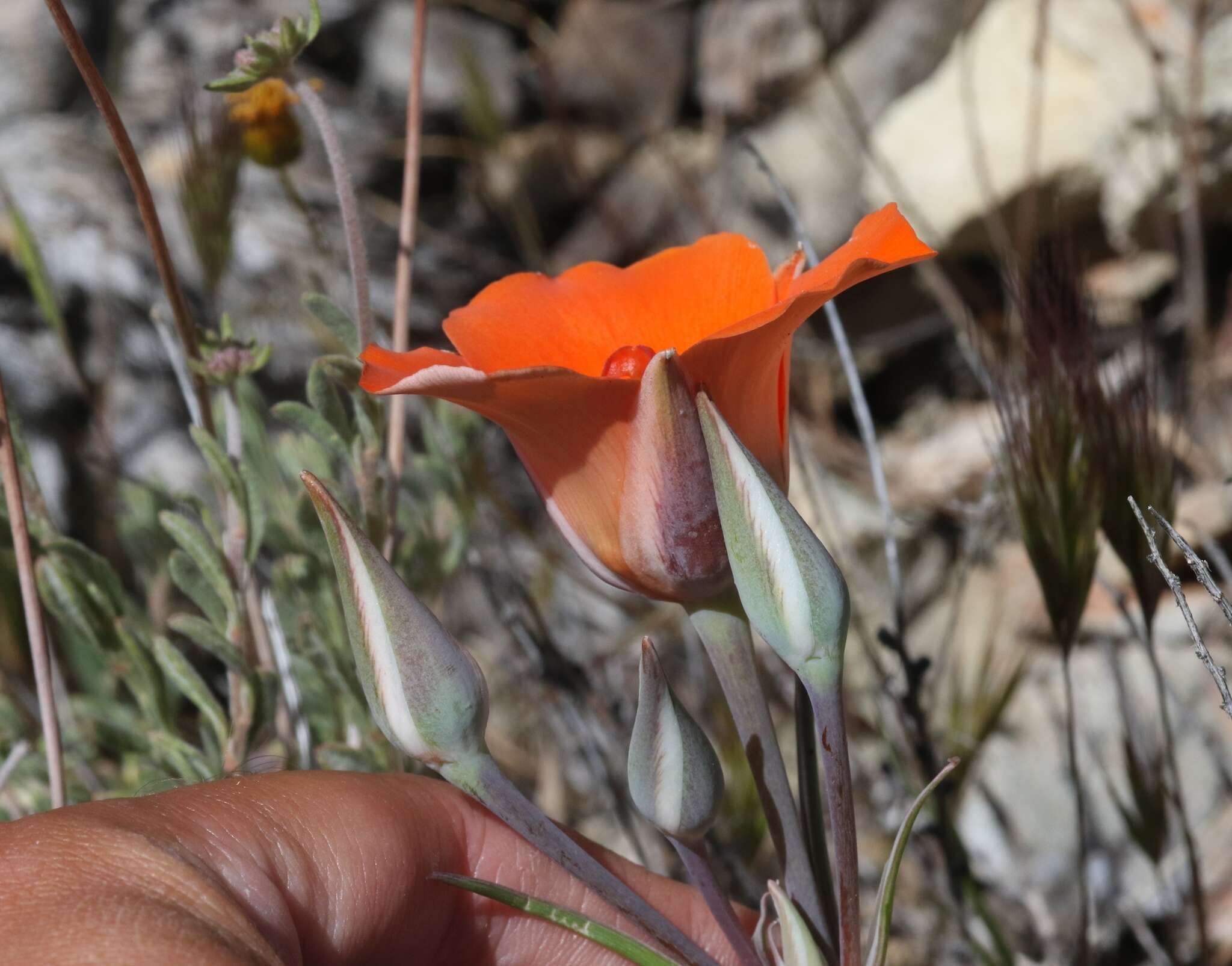 Imagem de Calochortus kennedyi Porter