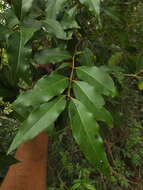 Image of Ligustrum robustum subsp. perrottetii (A. DC.) de Juana