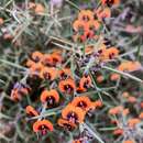 Image of Daviesia asperula Crisp