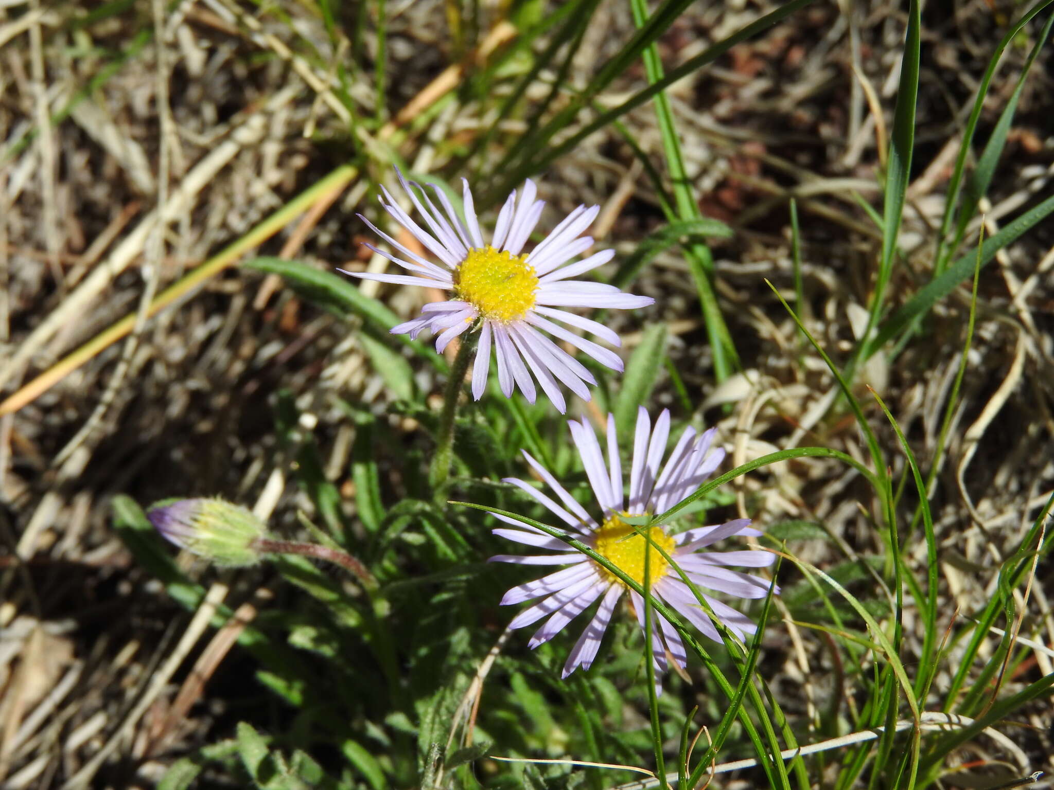 Sivun Erigeron vetensis Rydb. kuva