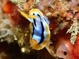 Image de Chromodoris strigata Rudman 1982