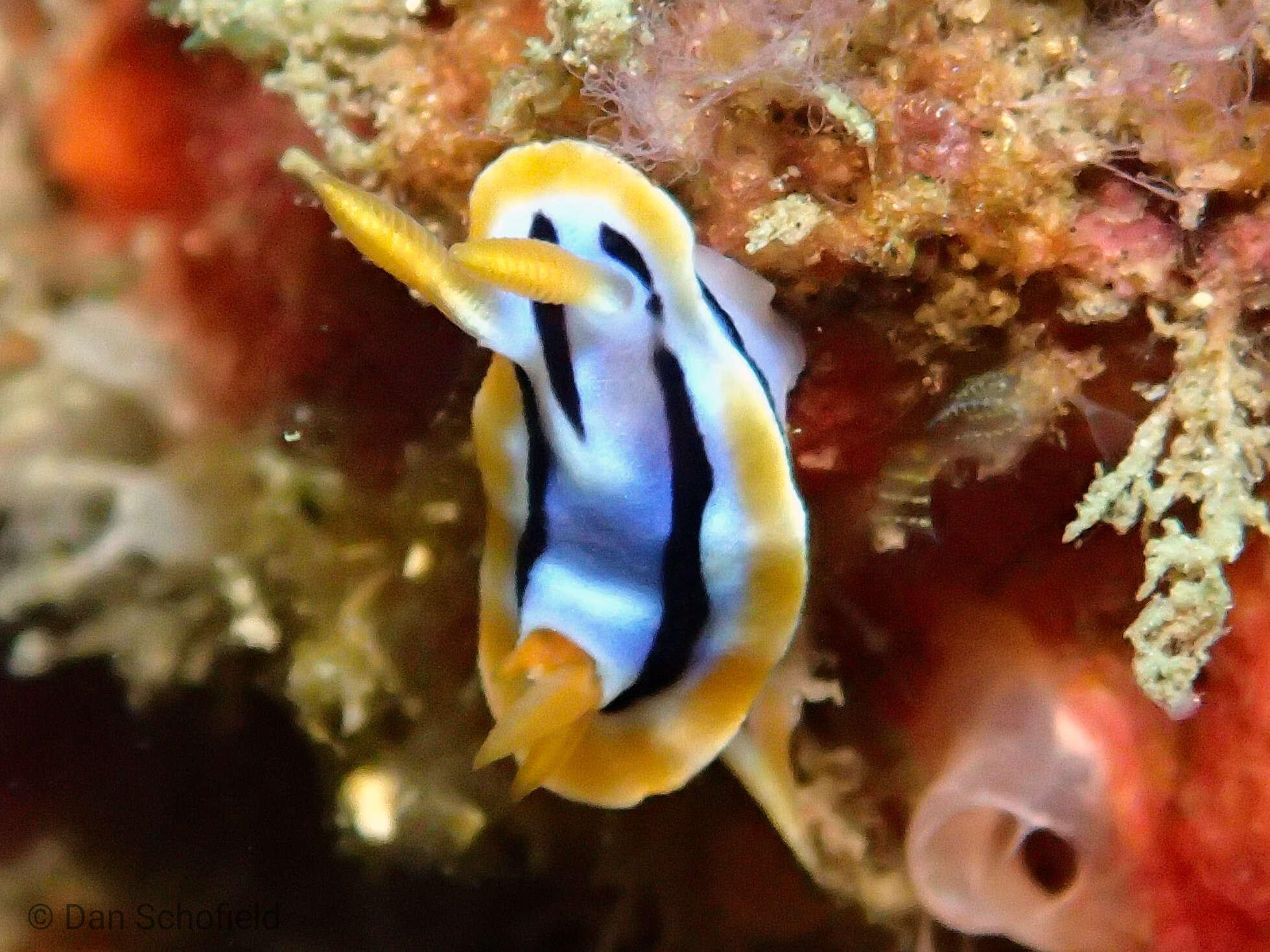 Image of Chromodoris strigata Rudman 1982