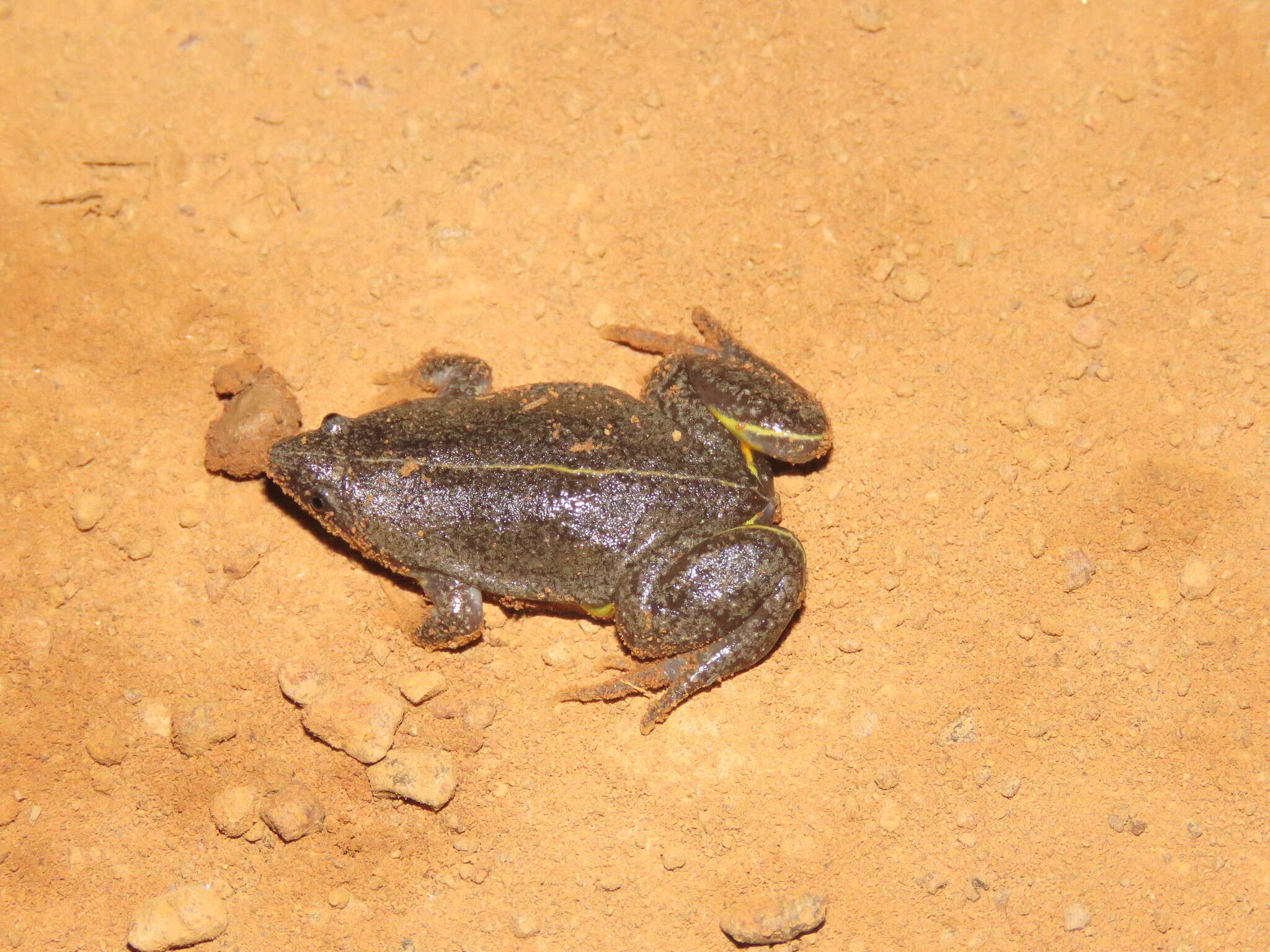 Image of Sapito Apuntado Bicolor