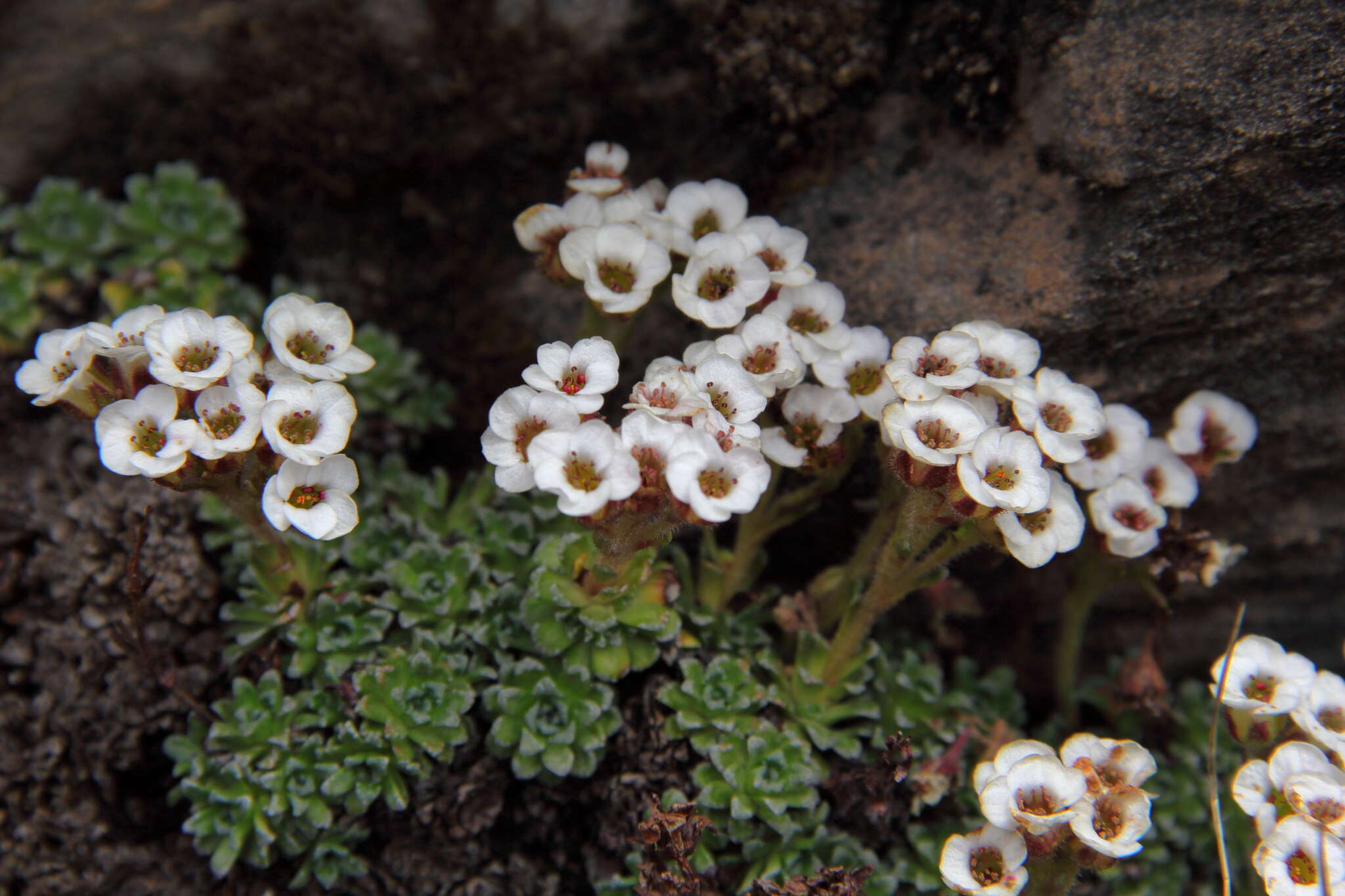 Imagem de Saxifraga andersonii Engl.