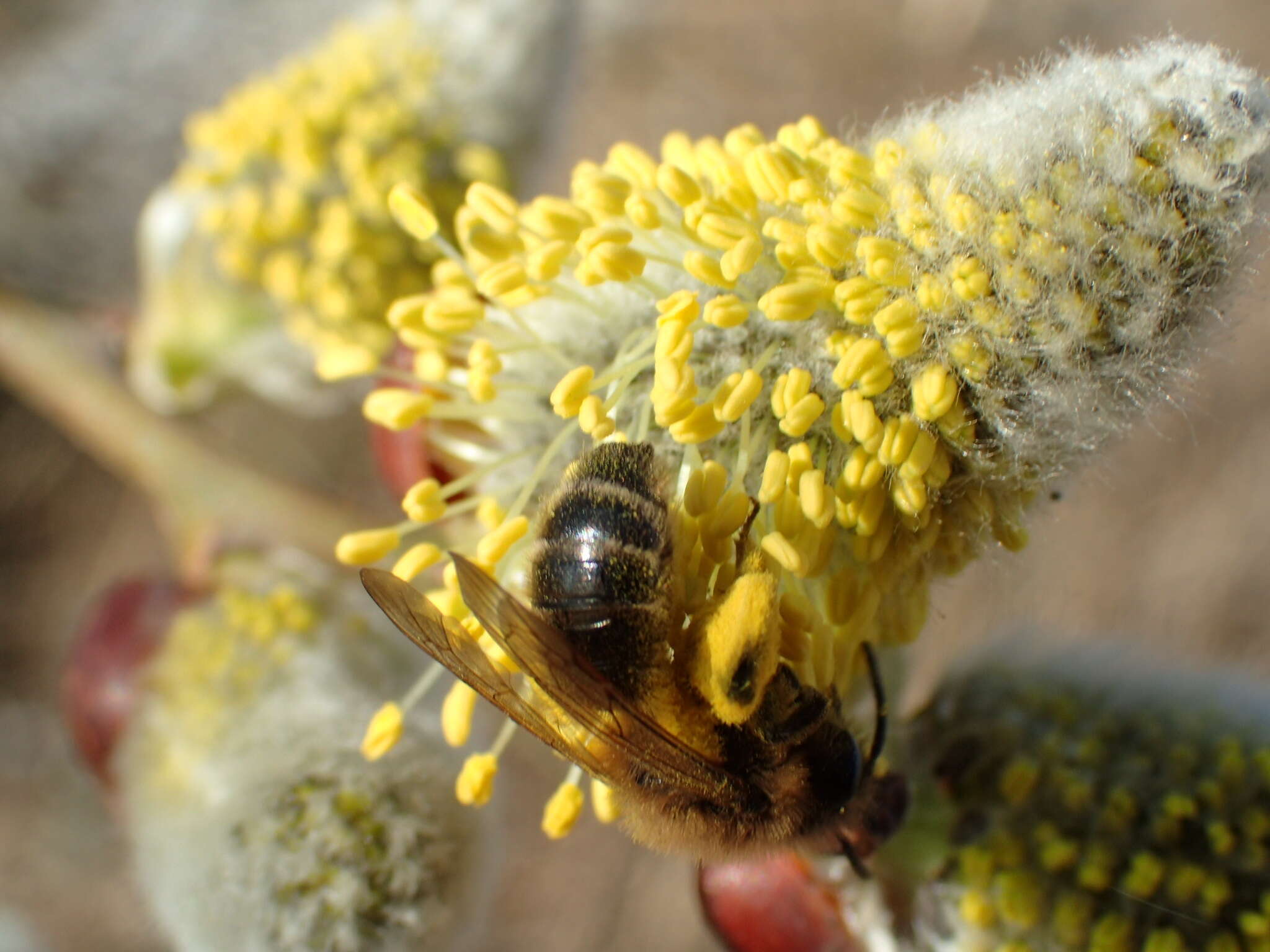 Imagem de Andrena apicata Smith 1847