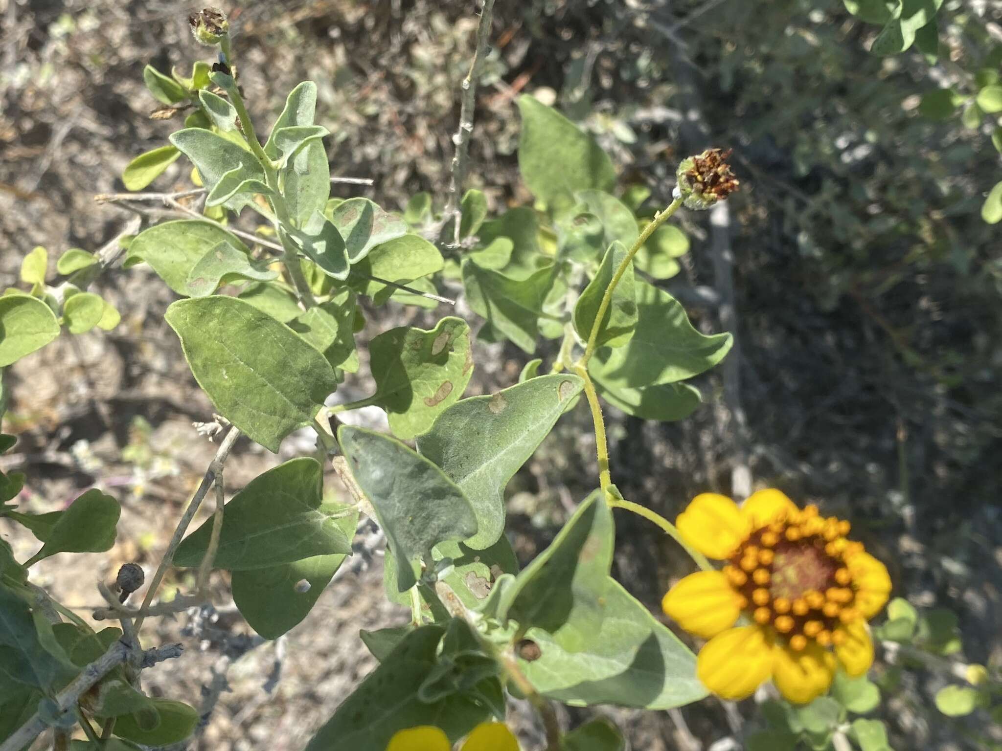 Image of Encelia halimifolia Cav.