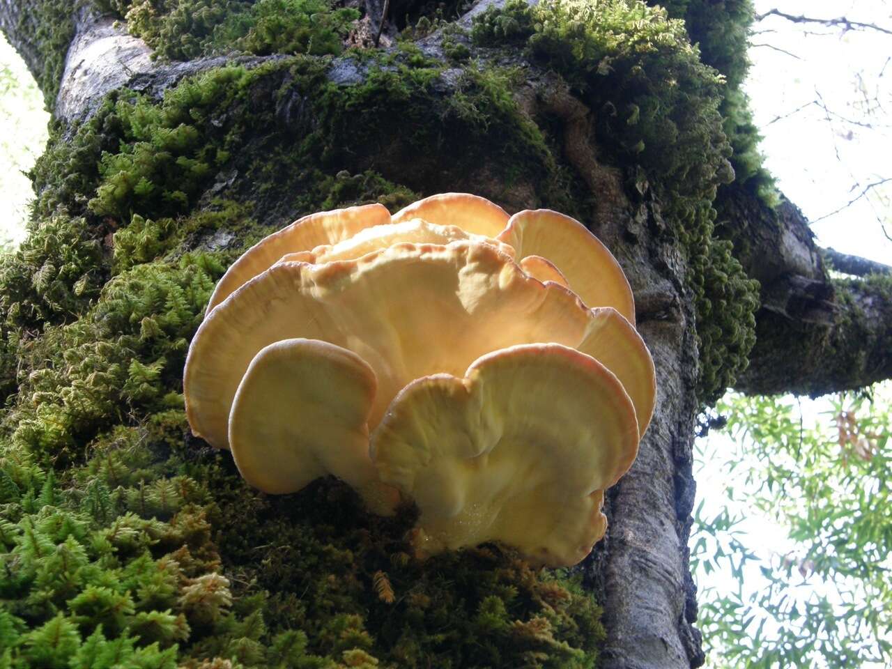 Image of Laetiporus gilbertsonii Burds. 2001