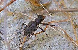 Image of Neocicindela garnerae Larochelle & Larivière 2013