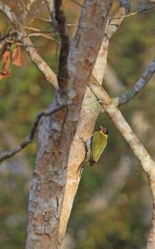 Image of Black-headed Woodpecker