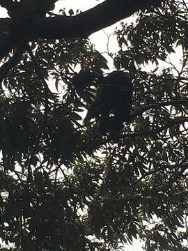 Image of Panama capuchin monkey