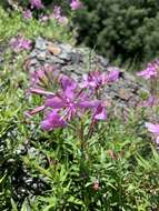 Imagem de Epilobium colchicum subsp. colchicum