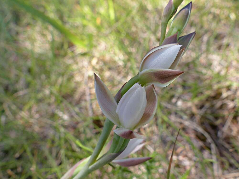 Image de Thelymitra longifolia J. R. Forst. & G. Forst.