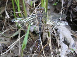 Imagem de Cordulegaster maculata Selys 1854