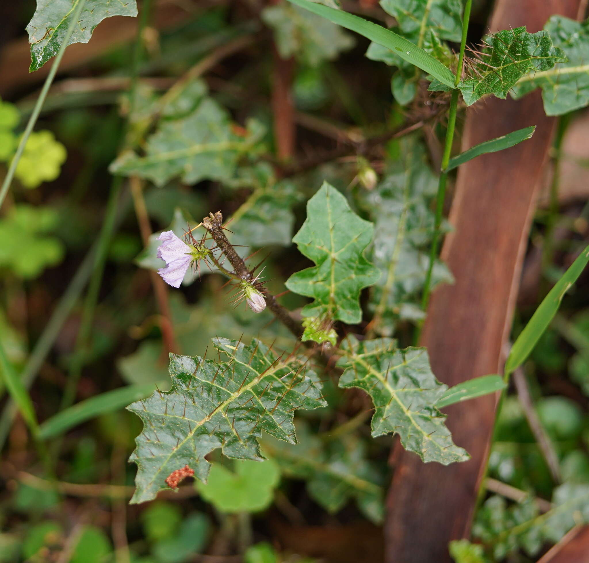 Image of Solanum prinophyllum Dun.