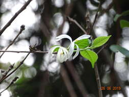 Image of Turraea pubescens Hellen.