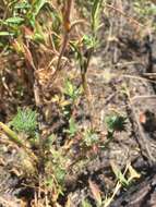 Image of Honey-Scented Pincushion-Plant