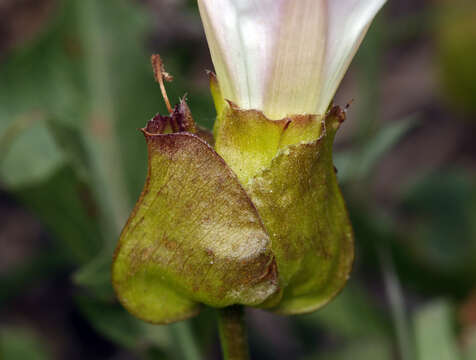 Image of island false bindweed