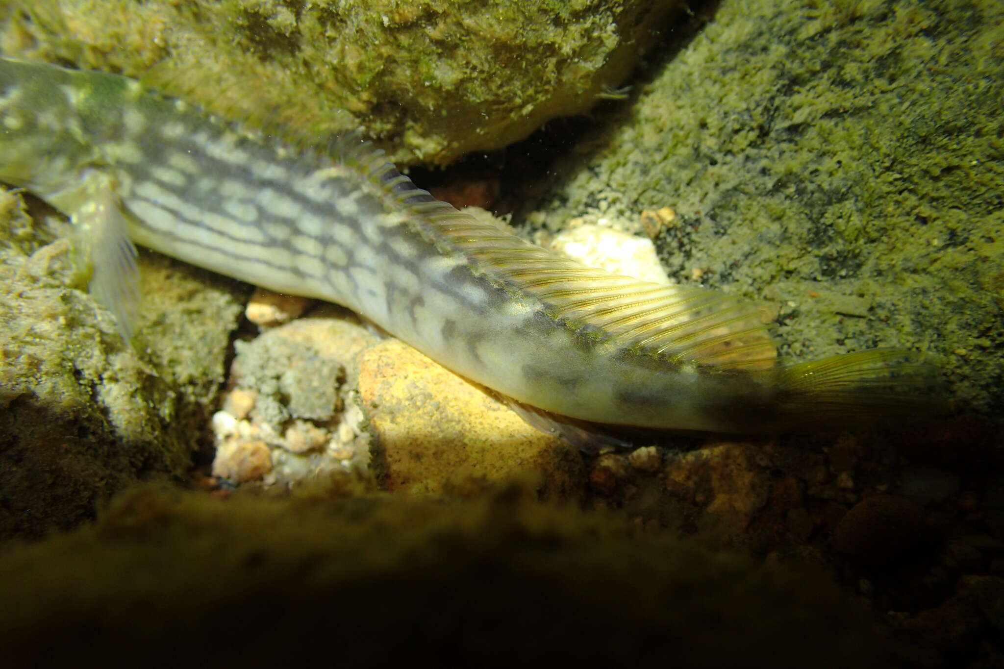 Image of Japanese Blenny