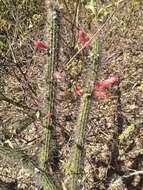 Image of Cleistocactus baumannii (Lem.) Lem.