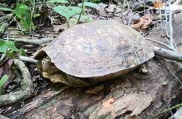 Image of Mexican Spotted Terrapin