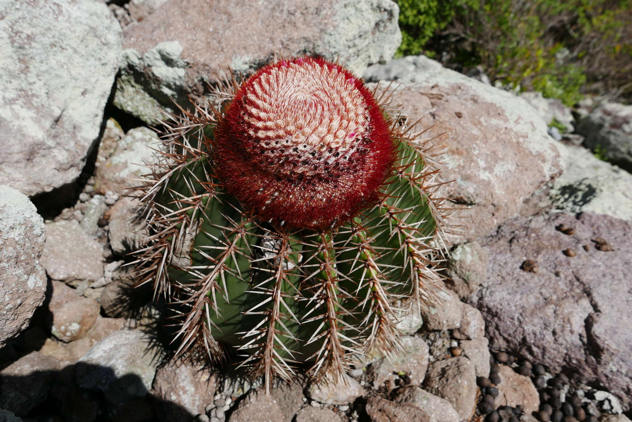 Image of Barrel Cactus