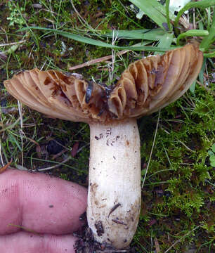 Image of Russula acrolamellata McNabb 1973