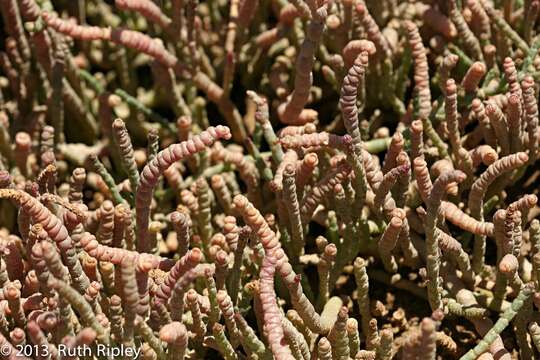 Слика од Salicornia natalensis Bunge ex Ung.-Sternb.