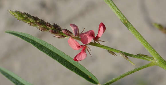 Imagem de Indigofera charlieriana var. charlieriana