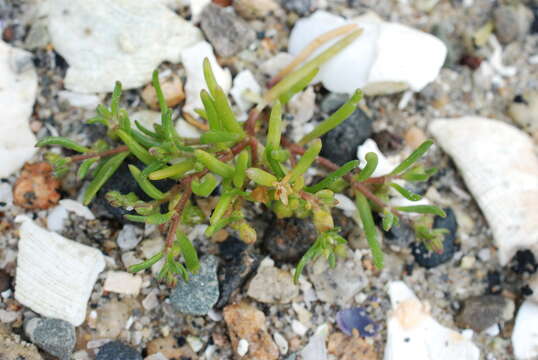 Plancia ëd Spergularia canadensis (Pers.) G. Don