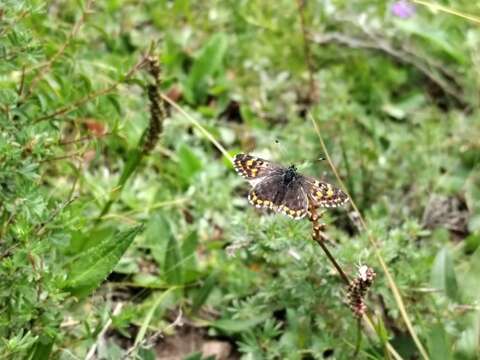 Image of Polycaena lua Grum-Grshimailo 1890