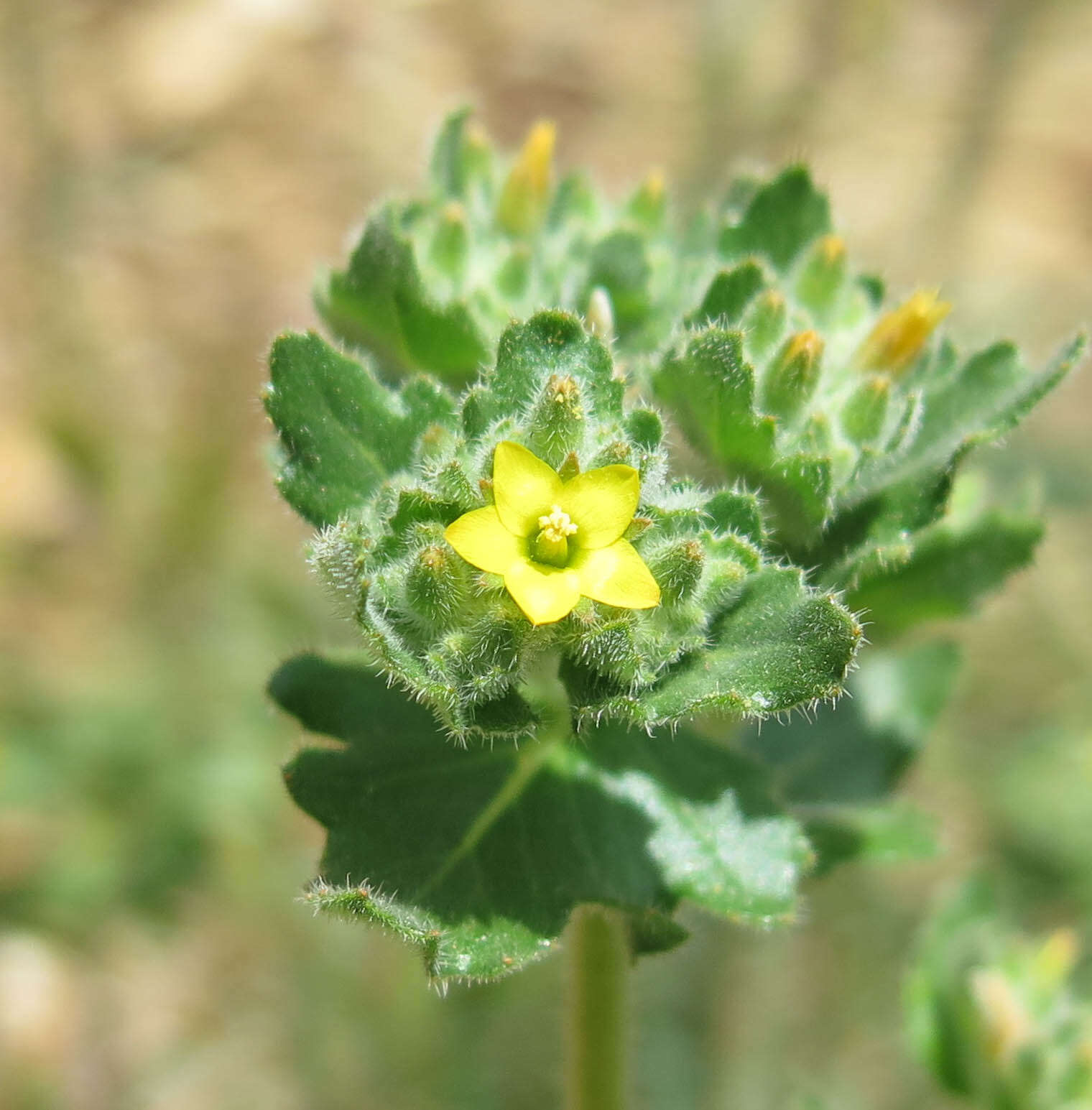 Image of San Luis blazingstar