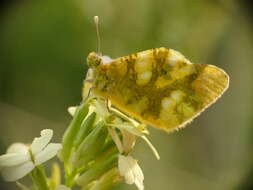 Image of Sooty Orange Tip