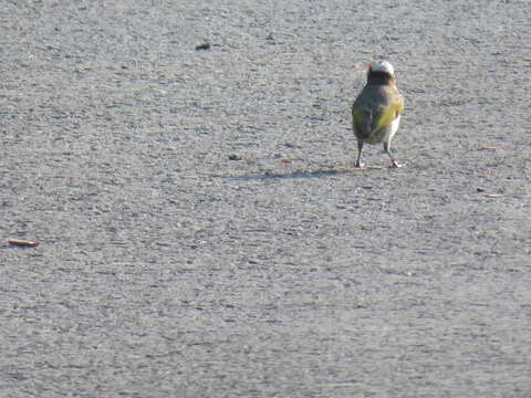 Image of Light-vented Bulbul