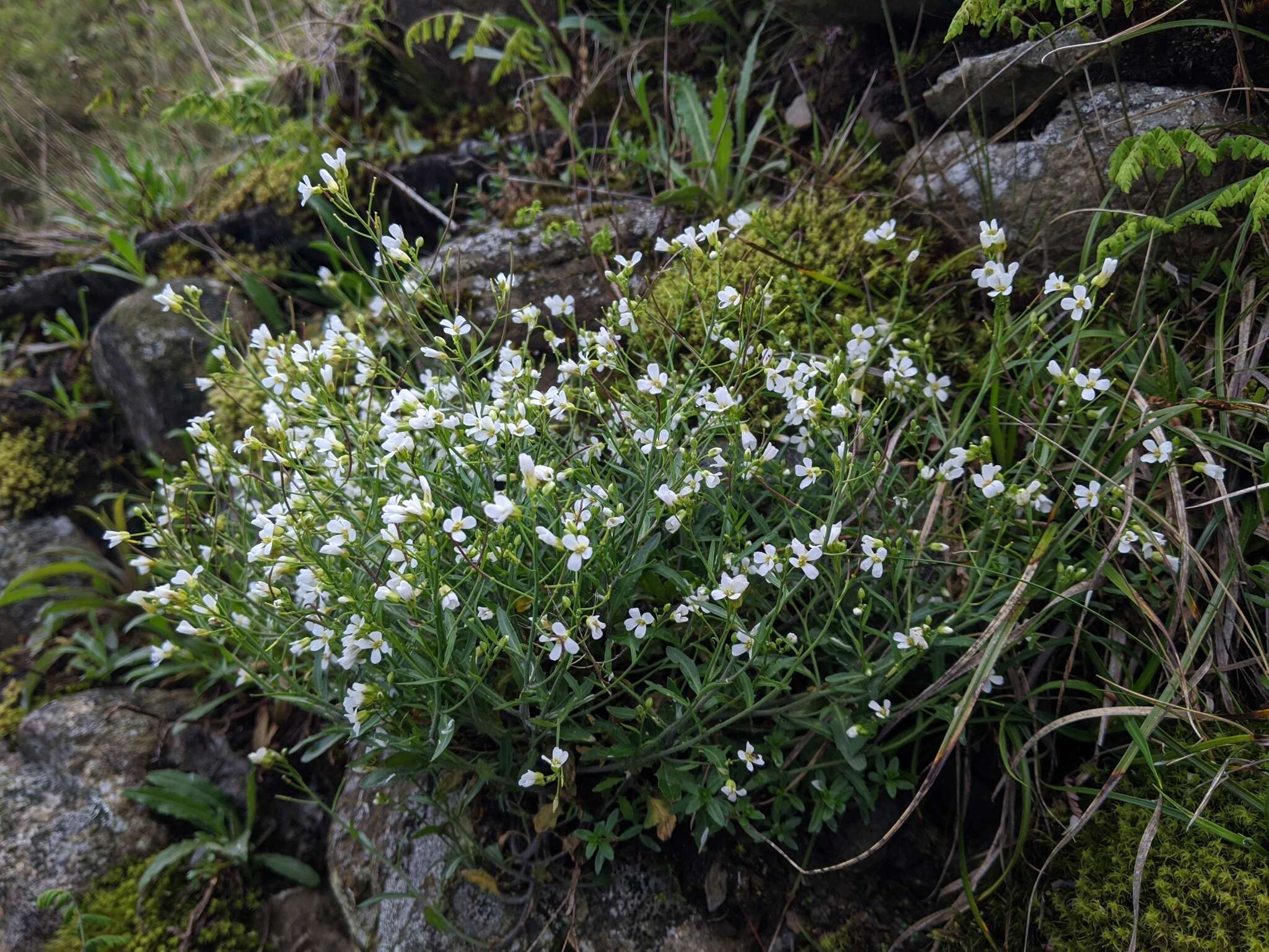 Image of Kamchatka rockcress