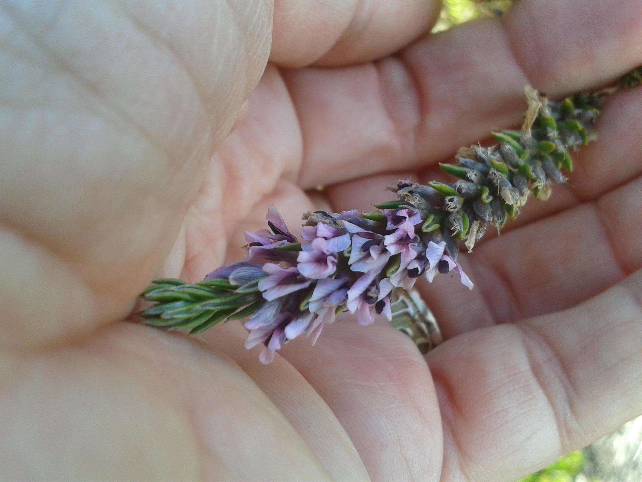 Image of Amphithalea ericifolia subsp. ericifolia