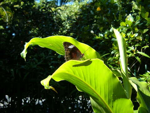 Cethosia cydippe Linnaeus 1763 resmi