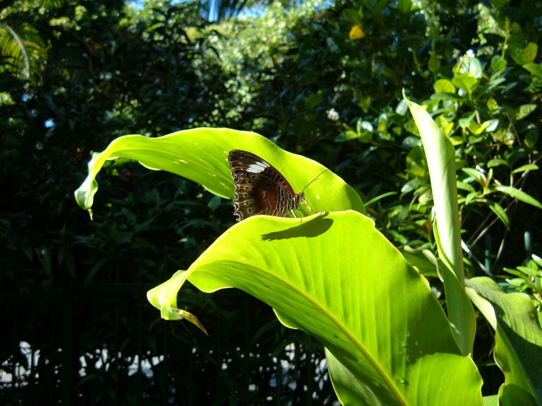 Image of Cethosia cydippe Linnaeus 1763