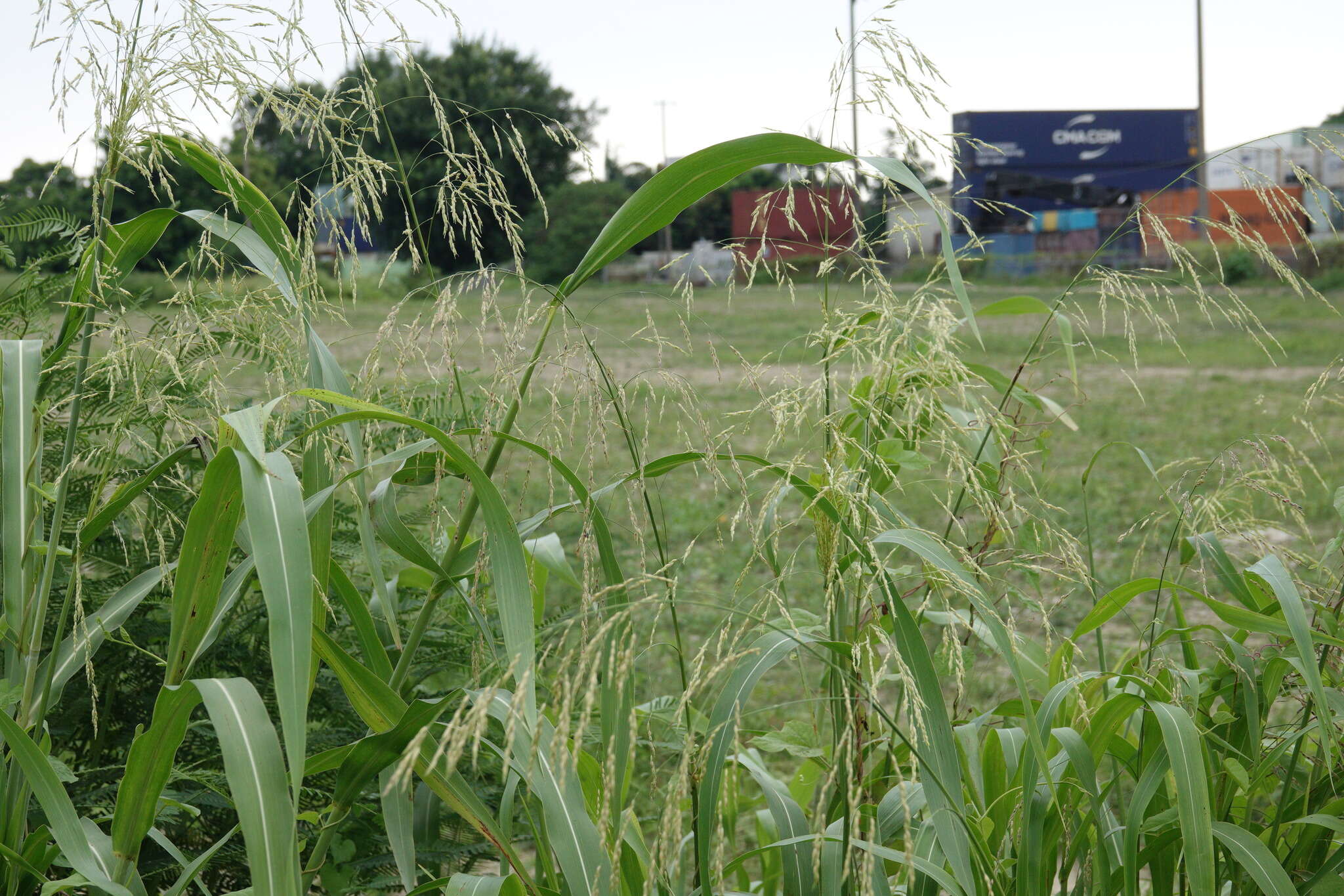 Слика од Sorghum arundinaceum (Desv.) Stapf