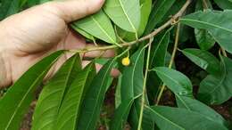 صورة Ficus vasculosa Wall. ex Miq.