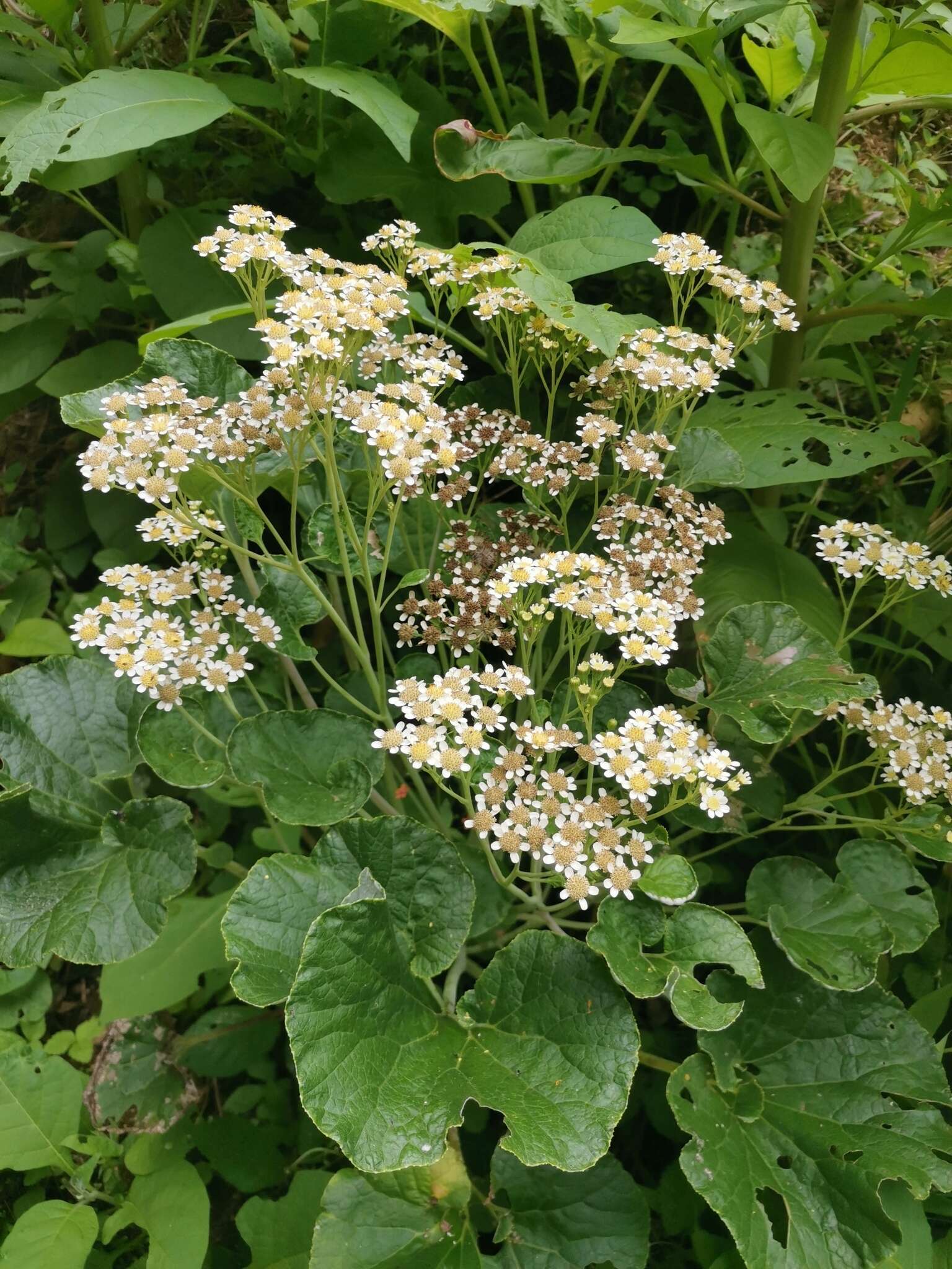 Plancia ëd Pericallis malvifolia (L'Hér.) B. Nord.