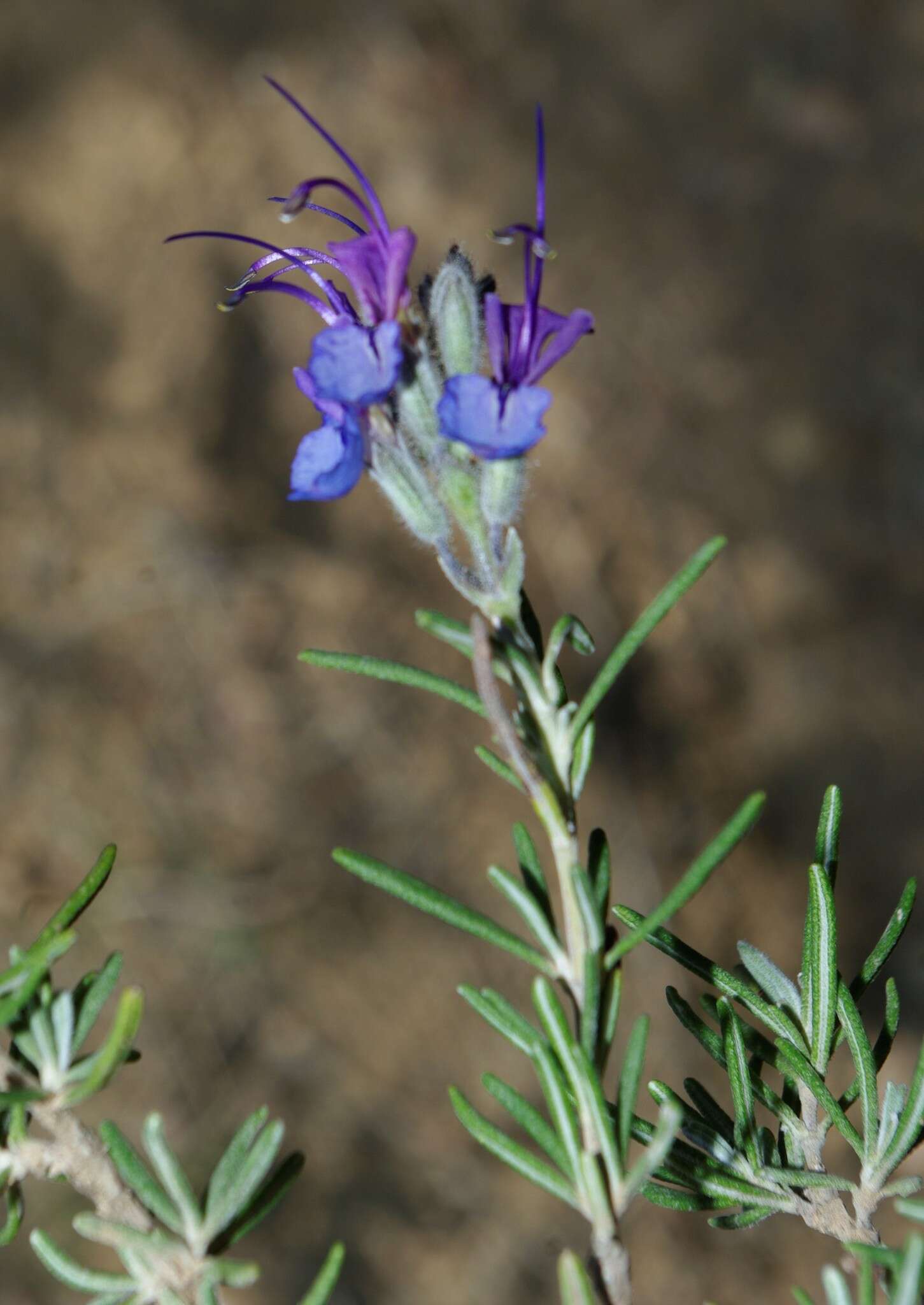 Imagem de Salvia jordanii