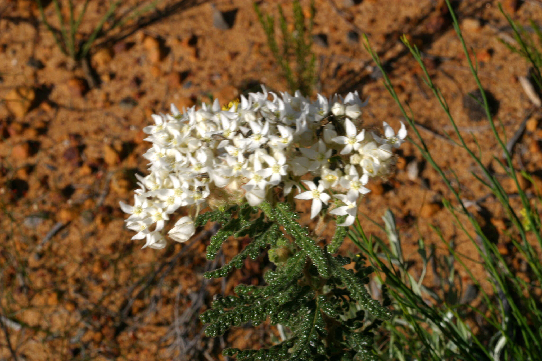 Image of Commersonia densiflora (Turcz.) F. Müll.