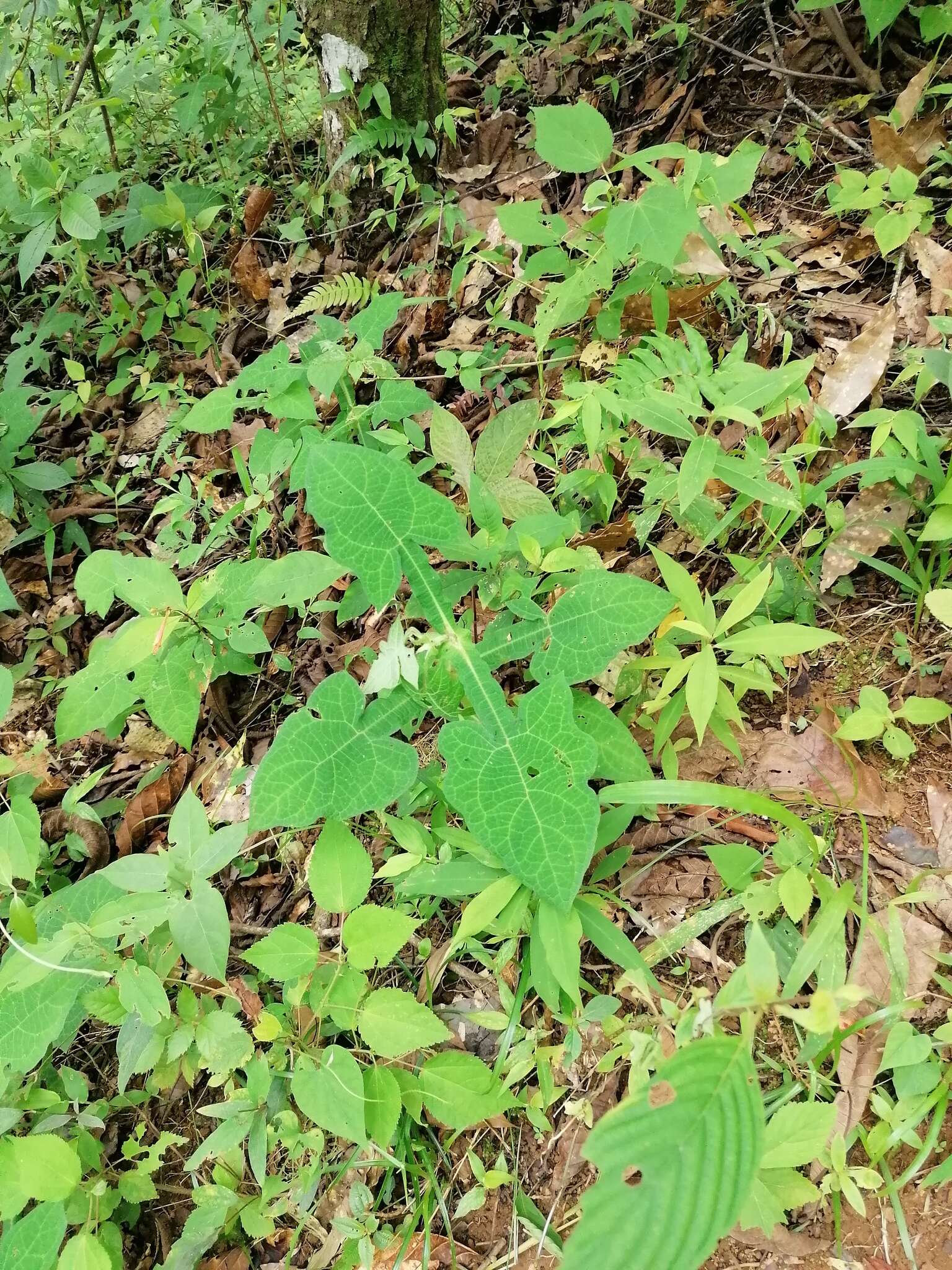 Image of Smallanthus oaxacanus (Sch. Bip. ex Klatt) H. Rob.