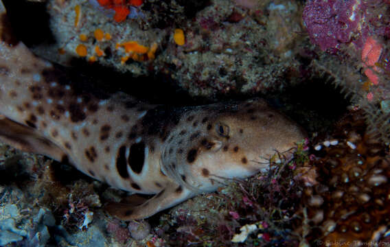 Image of Freycinet's Epaulette Shark