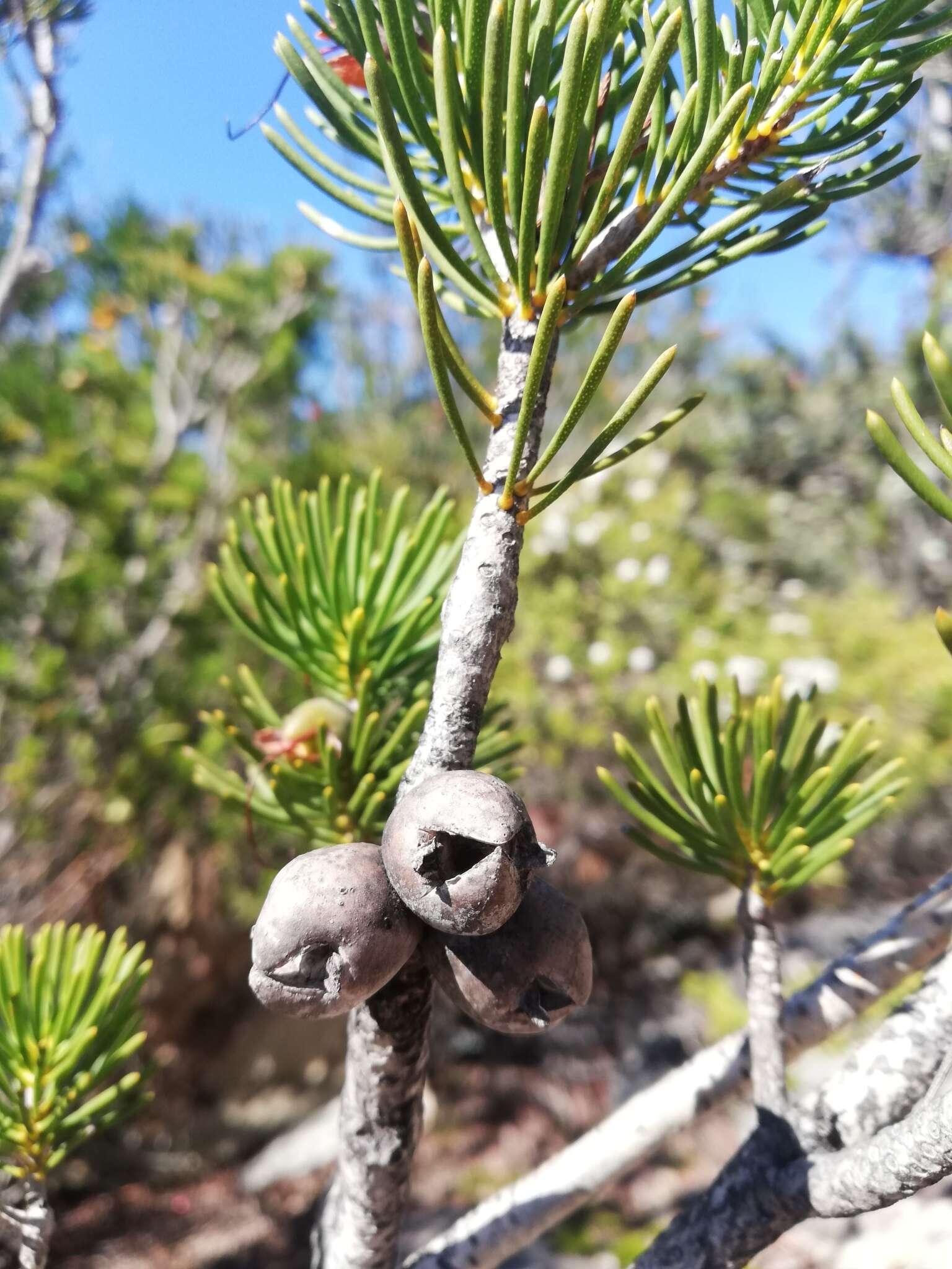 Image de Melaleuca valida (S. Moore) Craven & R. D. Edwards