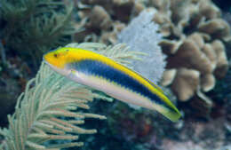 Image of Lightning Wrasse