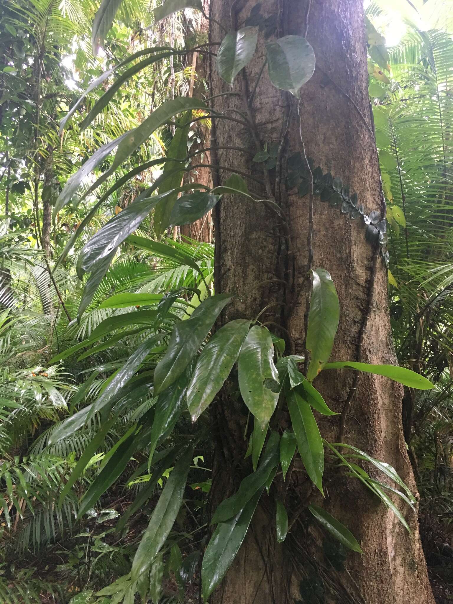 Image of Rhaphidophora australasica F. M. Bailey