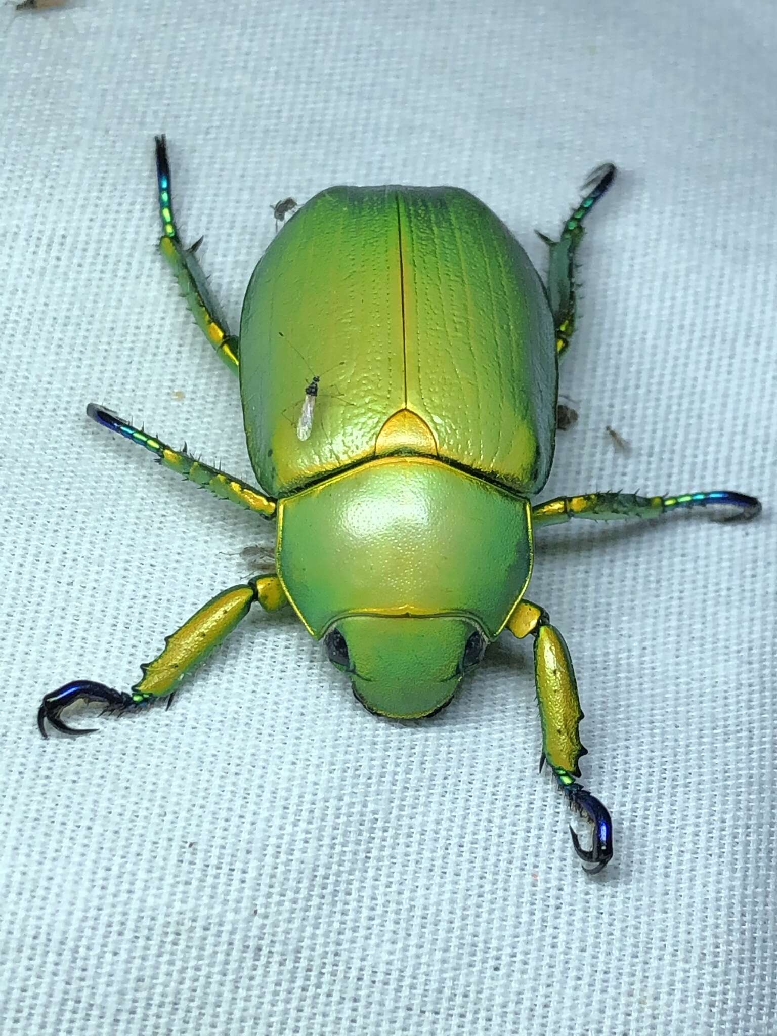 Image of Chrysina woodi (Horn 1884)