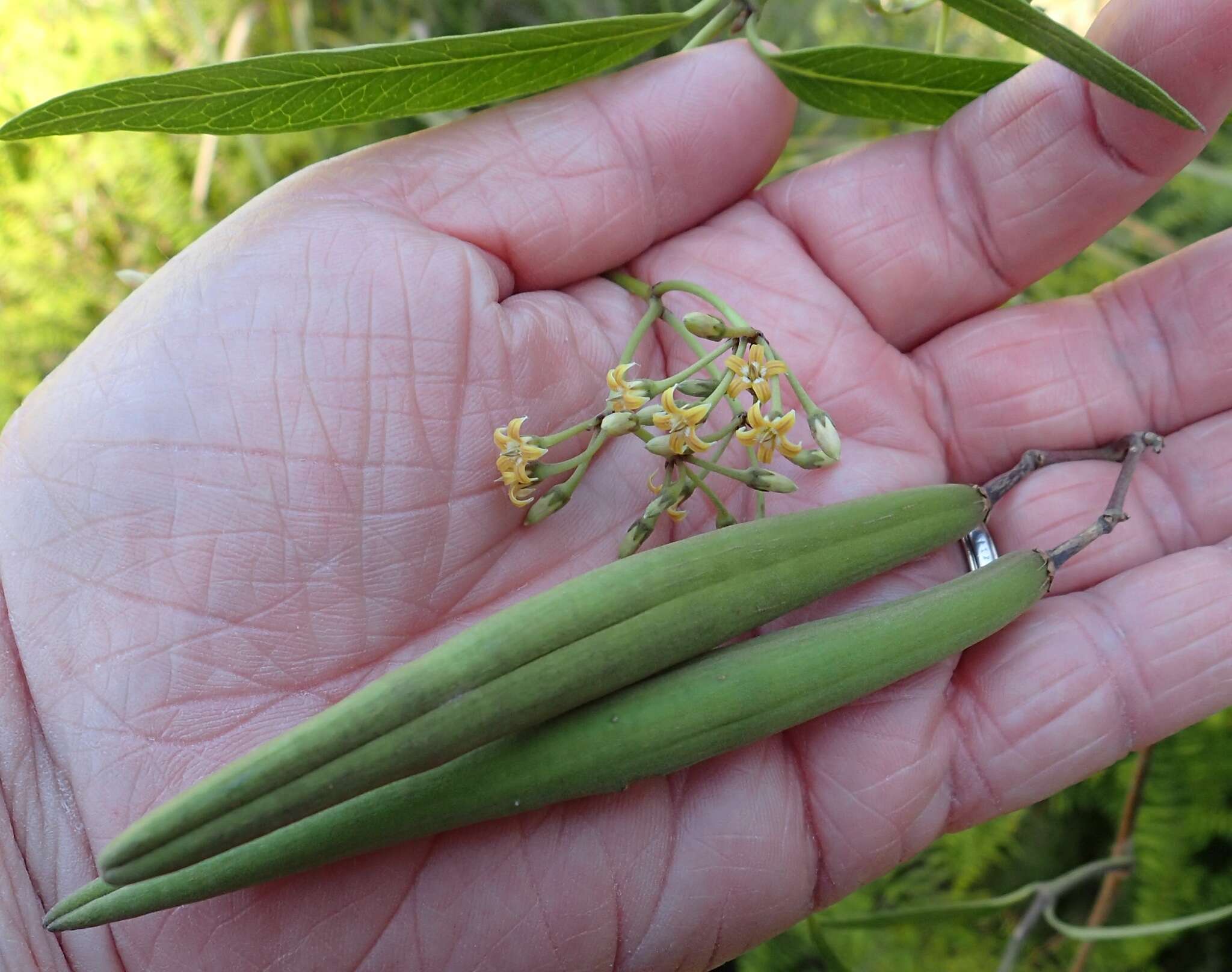 Слика од Parsonsia brownii (Britten) Pichon