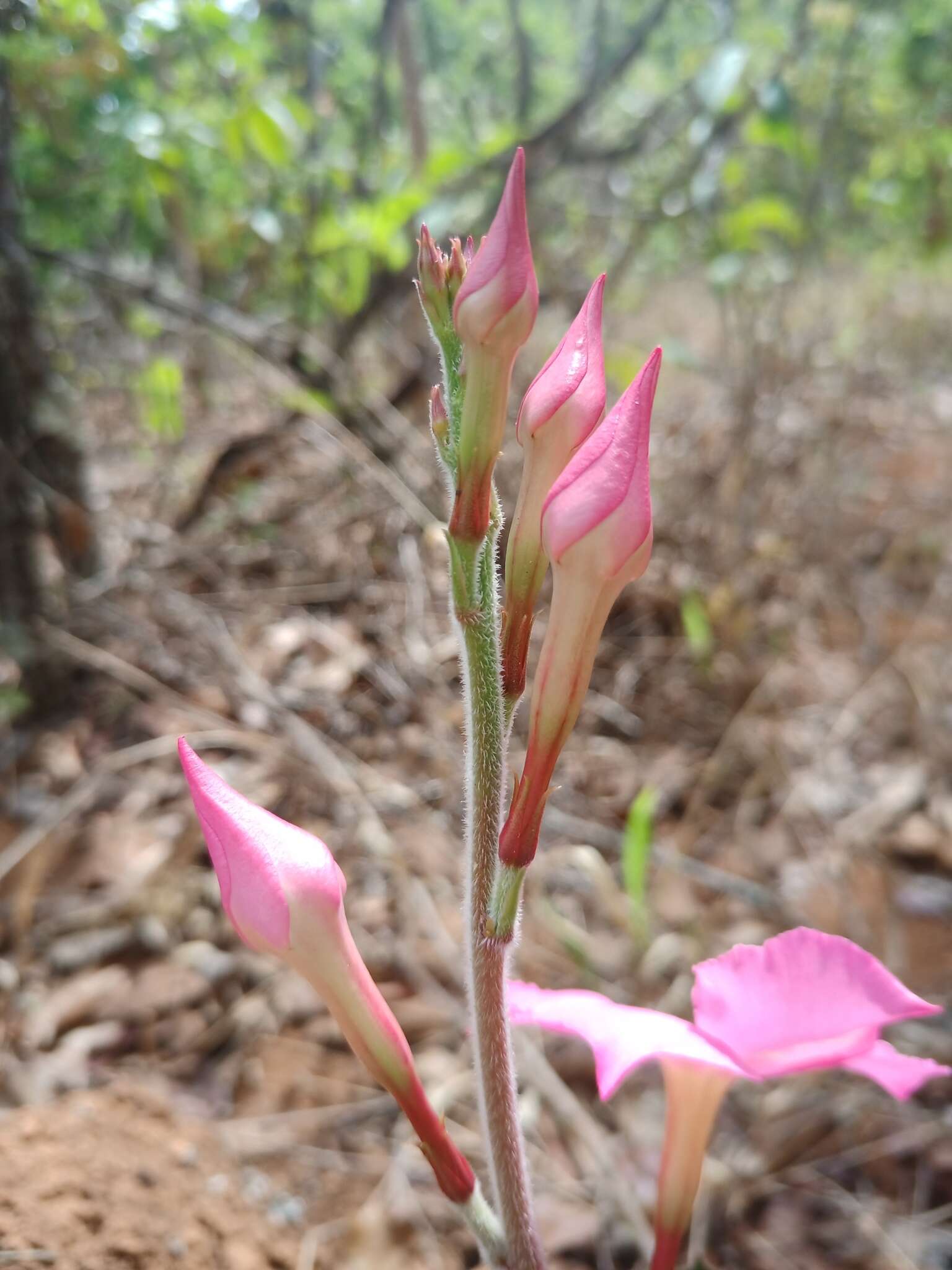 Image of Mandevilla illustris (Vell.) R. E. Woodson